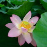 蓮の花