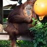 Orangutan