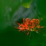 RED &GREEN 2