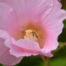 芙蓉の花にミツバチが・・・。花粉塗れになっています。
