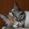 スヤスヤ