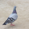 蹴り足