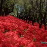 曼珠沙華の群生