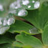 水玉