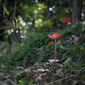 斜面に咲く