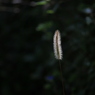 光
