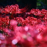 Deep Red