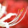 Red & White