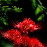 Cluster amaryllis