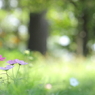 秋桜～プロローグ～