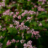 赤蕎麦の花