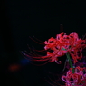 曼珠沙華