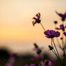 夕暮れの中、咲く花