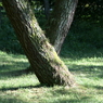 useing@