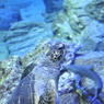 『アクアワールド茨城県大洗水族館　ウミガメ』