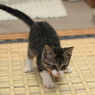 かまえて