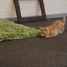 狙