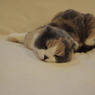 眠る栗ちゃん　-2-