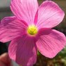 Oxalis bowiei 