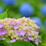 紫陽花