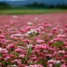 そばの花も混じっている！
