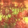 木もれ陽を頬に感じて