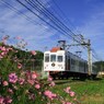 青空とコスモスといちご電車