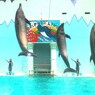 ハラハラハラハラハラ