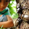 夏だ！ カブトだ！！