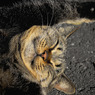 Funny face