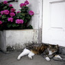 House sitter