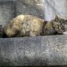 On the alert