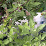blue eye