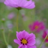 秋桜