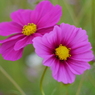 秋桜
