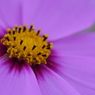 秋桜