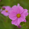 秋桜
