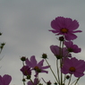 秋桜