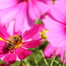 蜜蜂と秋桜