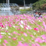 花畑のなかで
