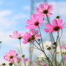 秋桜