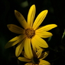 useing@