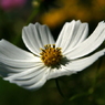 useing@