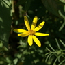 useing@