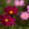 useing@