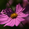 useing@