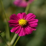 useing@