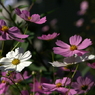 useing@