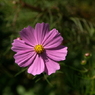 useing@