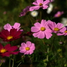 useing@